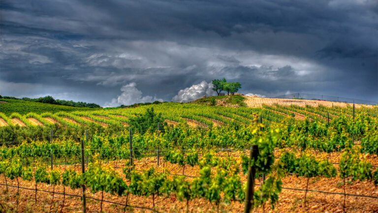 Vinedos-1
